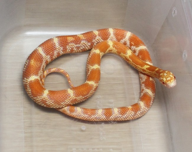 albino jungle corn snake