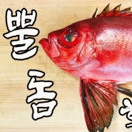 심해의 희귀어 "뿔돔" 미식가의 생선!