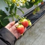 파주 딸기농장에서 딸기따기 체험🍓