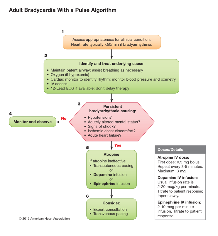 Acls Algorithm Tachycardia / Tachycardia ACLS algorithm Acls