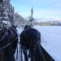 캐나다 로키에서 즐기는 겨울 액티비티 - 말썰매(Sleigh Rides)