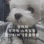 [일산동물병원]강아지 무마취스케일링 후기 '김에스동물병원(김S동물병원)'