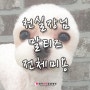 청라애견미용 : 말티즈 '코*' 전체미용 : 루비동물병원