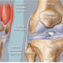 무릎 관절(Knee Joint) 해부학