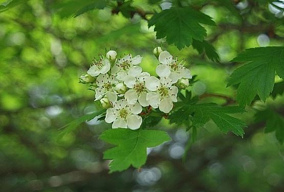 산사나무 묘목 2020판매가 농원분양  열매 효능 ::산지에서도 잘 자라는:: : 네이버 블로그