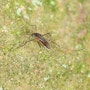 KKS: About Insect-세상에서 가장 아름다운 모기, Uranotaenia sapphirina