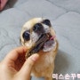 (댕댕이만찬/오리목뼈) 강아지 수제간식 만들기 오리목뼈 치석제거에 탁월 사랑하는 댕댕이 수제간식 만들어주기 후기