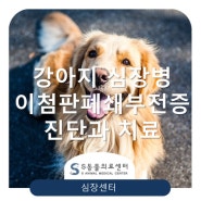 강아지 심장병, 울혈성심부전, 판막폐쇄부전증 [동물심장전문병원 위례S동물의료센터 심장센터]