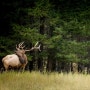 캐나다 밴프 국립공원에서 야생 동물을 만나기 좋은 장소