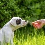 [강아지] 알레르기 있는 개를 위해 줄 수 있는 게 뭘까?