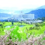 [일본골프여행] 벚꽃이 가장 빨리 피는 미야자키골프 J's Nichinan