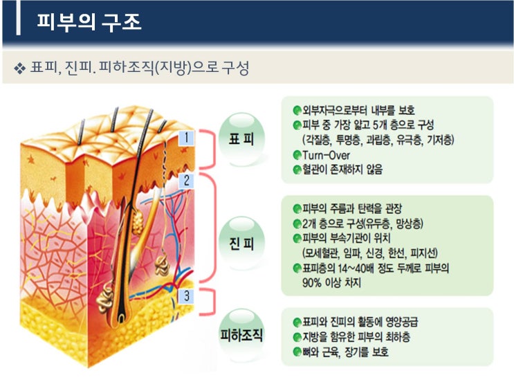 피부정복4_피부의 전체적인 구조(표피,진피,피하지방) : 네이버 블로그