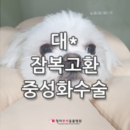 청라동물병원 #잠복고환 중성화수술&유치발치 '대*' -루비동물병원