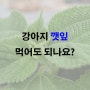 강아지 깻잎 먹어도 되나요?