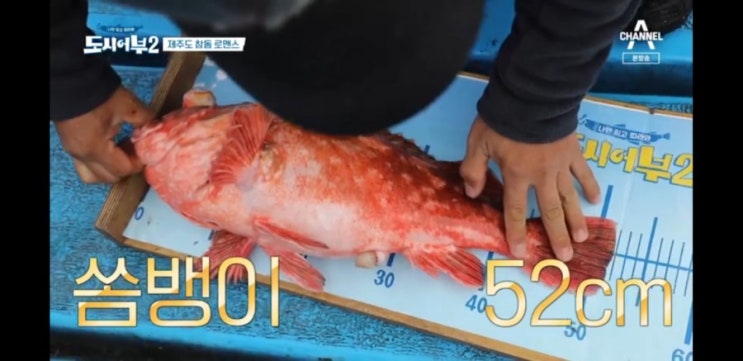 도시어부2 제주도 참돔낚시::참돔 7짜, 쏨뱅이 5짜::드라마 터치 김보라 어복 : 네이버 블로그