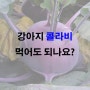 강아지 콜로비 먹어도 되나요?