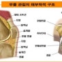 무릎통증에 관해서 알아보겠습니다.