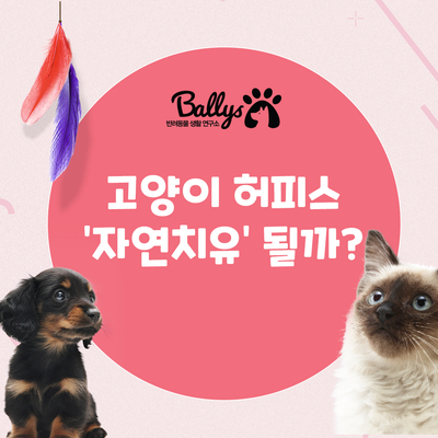 고양이 허피스(고양이 감기), 자연치유 되나요? - 증상 및 치료 정리 : 네이버 블로그