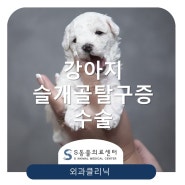 【강아지 슬개골탈구증】 수술 잘 하는 위례S동물의료센터