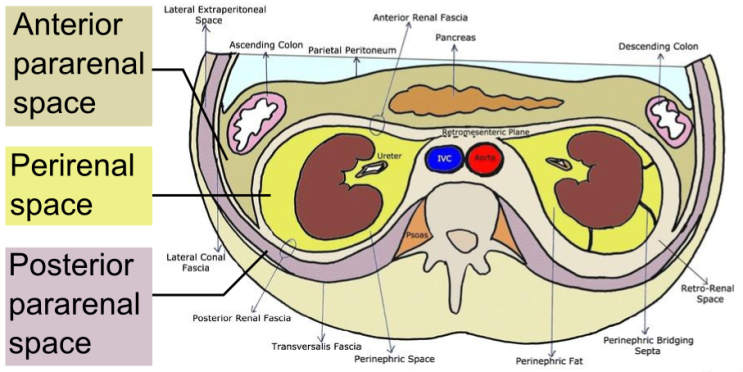 retroperitoneal-organ