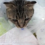 [광장동 동물병원] 암컷 고양이 중성화 - 광장동물의료센터/광진구동물병원/자양동/구리