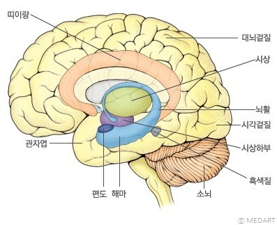 쥐 뇌 해부 다이어그램