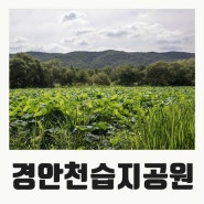 경기도 광주 가볼만한곳 경안천습지생태공원