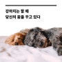 내 꿈을 꾸고있는 우리집 강아지(악몽이 아니길...)