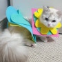 고양이 중성화수술후 부직포로환묘복 넥카라 만들어보니 뿜뿜이네!!