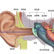 육아정보 번역) 아기 외이도염, 원인과 증상, 치료법