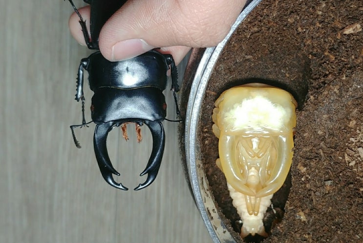 Dorcus ritsemae setsuroi life cycle : 네이버 블로그