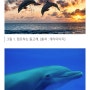 제주도여행 : 돌고래 볼 수 있는곳