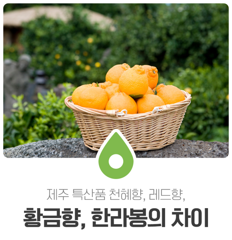 제주 특산품 천혜향, 레드향, 황금향, 한라봉의 차이 : 네이버 블로그