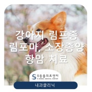 【강아지 위종양, 림프종】 소장종양, 림포마, 진단과 치료, 항암치료 [송파잠실 성남 위례동물병원, 위례S동물의료센터]