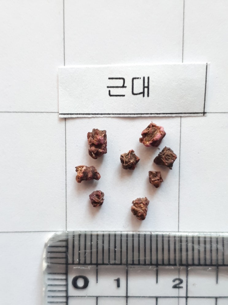 종자기능사 실기 - 종자사진1 : 네이버 블로그