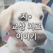 청라동물병원 # 강아지 교상 치료 이야기