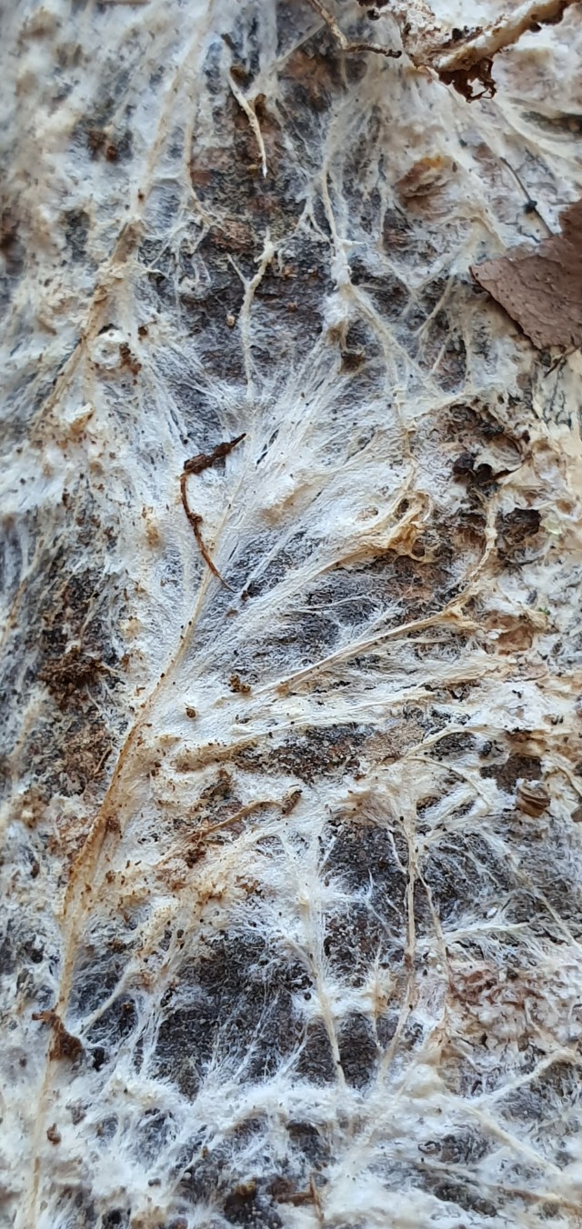 가칭: 뿌리곰팡이 Mycelial Cords 또는 Fungal Rhizomorphs 추정 : 네이버 블로그