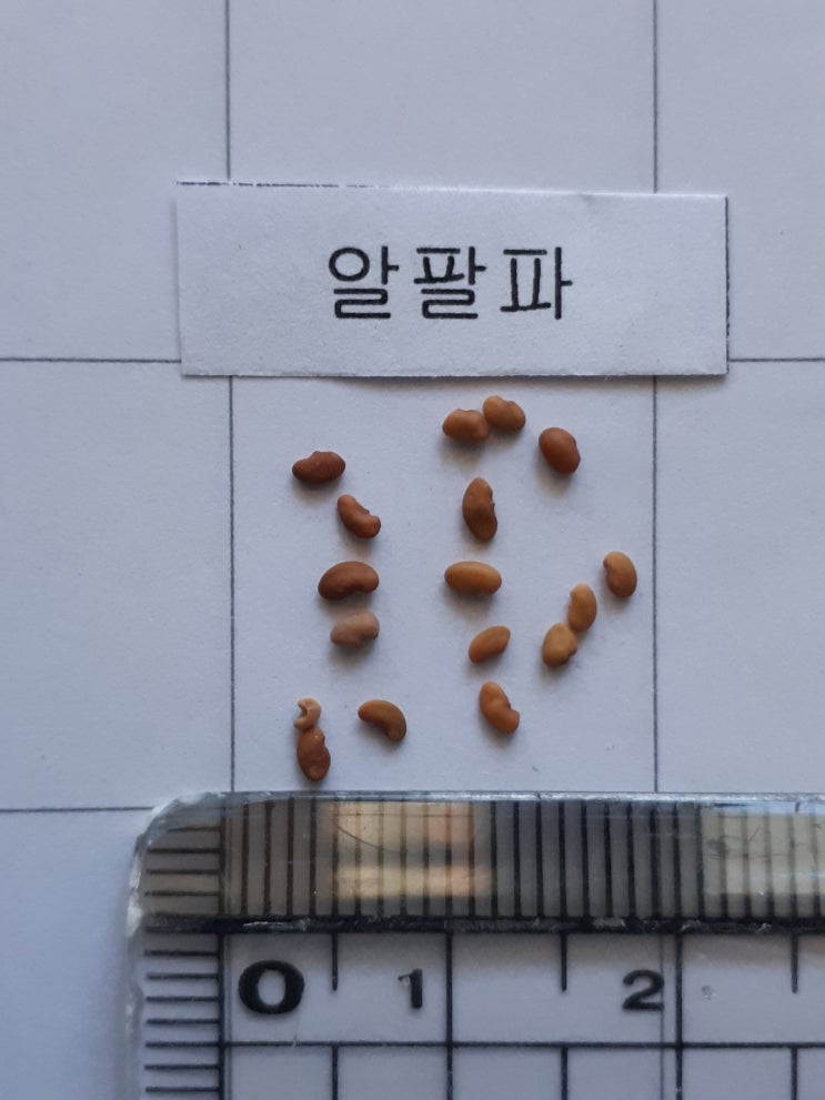 종자기능사 실기 - 종자사진4 : 네이버 블로그