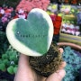 사랑스러운 발렌타인 식물, '하트 호야'를 소개합니다
