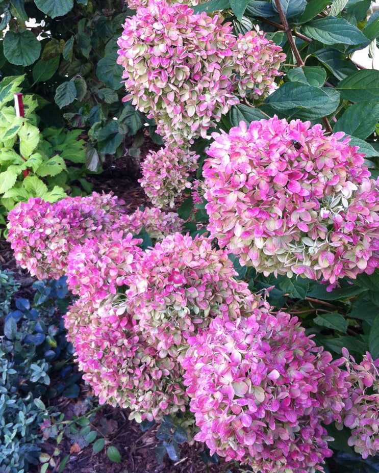 중부지방에서도 노지 월동 가능한 수국 : 리틀라임((Hydrangea paniculata 'Jane' LITTLE LIME ...