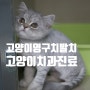 위례 동물병원 - 고양이 영구치 발치
