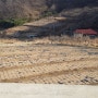 문갑도마을영농조합에서 2019.10월 파종한 마늘밭