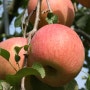 사과 농가돕기 이벤트 라비엘 사과즙