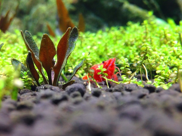 크립토코리네 루티아 호빗(cryptocoryne lutea 'Hobbit') : 네이버 블로그