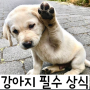 필수적인 강아지 상식 !