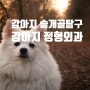 강아지 슬개골 탈구 수술 - 문정동 동물병원