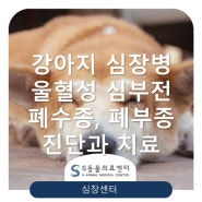 【강아지 심장병】 폐수종 진단과 치료 [심장전문동물병원 위례 S동물의료센터]