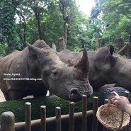 싱가포르 여행기 : Day1 - 싱가포르 동물원
