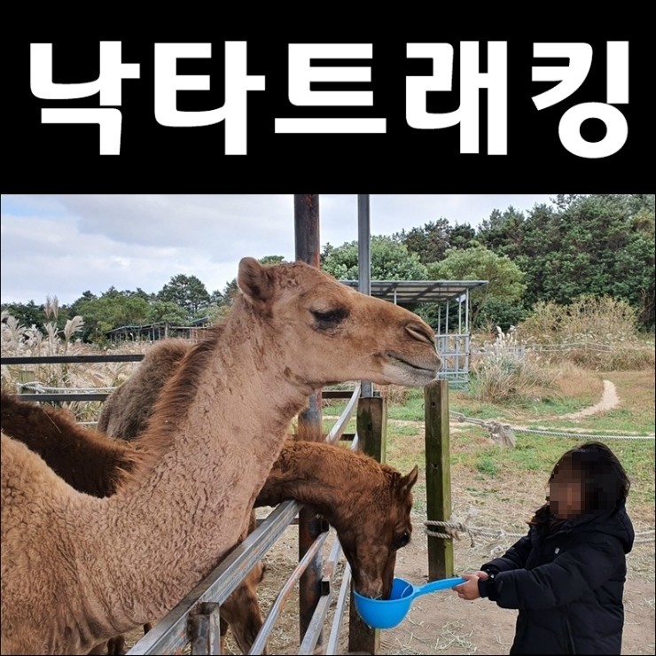 제주 낙타트래킹 제주도 아이와 가볼만한곳 낙타타기체험 한 번...