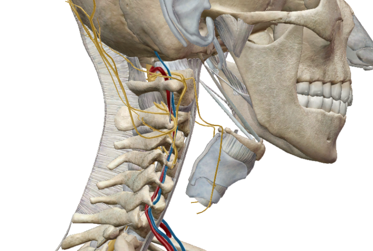 [척주/경추] 경추(Cervical Vertebra)의 구조와 특징 : 네이버 블로그